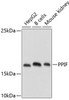 Western blot analysis of extracts of various cell lines using PPIF Polyclonal Antibody at dilution of 1:1000.