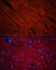 Immunofluorescence analysis of Rat heart using SOS1 Polyclonal Antibody at dilution of  1:100 (40x lens). Blue: DAPI for nuclear staining.