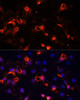 Immunofluorescence analysis of C6 cells using SMO Polyclonal Antibody at dilution of  1:100 (40x lens). Blue: DAPI for nuclear staining.