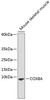 Western blot analysis of extracts of Mouse skeletal muscle using COX8A Polyclonal Antibody.