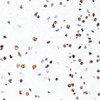 Immunohistochemistry of paraffin-embedded Mouse brain using Histone H1.0 Polyclonal Antibody at dilution of  1:100 (40x lens).