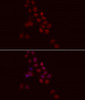 Immunofluorescence analysis of HeLa cells using Histone H1.0 Polyclonal Antibody at dilution of  1:100. Blue: DAPI for nuclear staining.