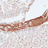 Immunohistochemistry of paraffin-embedded Rat testis using KIFC1 Polyclonal Antibody at dilution of  1:100 (40x lens).