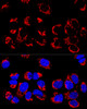 Confocal immunofluorescence analysis of U-2 OS cells using LRPPRC Polyclonal Antibody at dilution of  1:400. Blue: DAPI for nuclear staining.