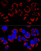 Confocal immunofluorescence analysis of U2OS cells using LRPPRC Polyclonal Antibody at dilution of  1:400. Blue: DAPI for nuclear staining.