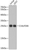 Western blot analysis of extracts of various cell lines using C14orf166 Polyclonal Antibody at dilution of 1:1000.