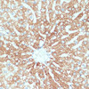 Immunohistochemistry of paraffin-embedded Rat liver using SLC39A4 Polyclonal Antibody at dilution of  1:100 (40x lens).