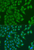 Immunofluorescence analysis of U2OS cells using SUGCT Polyclonal Antibody at dilution of  1:100. Blue: DAPI for nuclear staining.