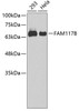 Western blot analysis of extracts of various cell lines using FAM117B Polyclonal Antibody.