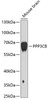 Western blot analysis of extracts of Mouse brain using PPP3CB Polyclonal Antibody at dilution of 1:1000.