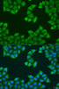 Immunofluorescence analysis of U2OS cells using ATP5J Polyclonal Antibody at dilution of  1:100. Blue: DAPI for nuclear staining.