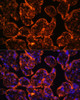Immunofluorescence analysis of Human placenta using ENTPD1/CD39 Polyclonal Antibody at dilution of  1:100 (40x lens). Blue: DAPI for nuclear staining.