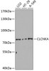 Western blot analysis of extracts of various cell lines using CLCNKA Polyclonal Antibody at dilution of 1:3000.