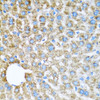 Immunohistochemistry of paraffin-embedded Mouse liver using COX6A1 Polyclonal Antibody at dilution of  1:100 (40x lens).