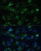 Immunofluorescence analysis of C6 cells using COX6A1 Polyclonal Antibody at dilution of  1:100 (40x lens). Blue: DAPI for nuclear staining.