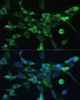 Immunofluorescence analysis of NIH-3T3 cells using COX6A1 Polyclonal Antibody at dilution of  1:100 (40x lens). Blue: DAPI for nuclear staining.