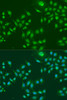 Immunofluorescence analysis of U2OS cells using IFIT3 Polyclonal Antibody at dilution of  1:100. Blue: DAPI for nuclear staining.