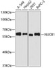 Western blot analysis of extracts of various cell lines using NUCB1 Polyclonal Antibody at dilution of 1:3000.