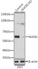 Western blot analysis of extracts from normal (control) and NUCB1 knockout (KO) 293T cells using NUCB1 Polyclonal Antibody at dilution of 1:3000.