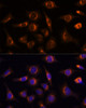 Immunofluorescence analysis of L929 cells using NUCB1 Polyclonal Antibody at dilution of  1:100 (40x lens). Blue: DAPI for nuclear staining.