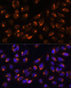 Immunofluorescence analysis of U-2 OS cells using NUCB1 Polyclonal Antibody at dilution of  1:100 (40x lens). Blue: DAPI for nuclear staining.