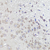 Immunohistochemistry of paraffin-embedded Mouse brain using UBL3 Polyclonal Antibody at dilution of  1:100 (40x lens).