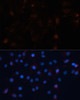 Immunofluorescence analysis of C6 cells using UBL3 Polyclonal Antibody at dilution of  1:100. Blue: DAPI for nuclear staining.