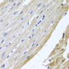 Immunohistochemistry of paraffin-embedded Rat heart using PRPH Polyclonal Antibody at dilution of  1:100 (40x lens).
