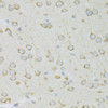 Immunohistochemistry of paraffin-embedded Rat brain using RPL13 Polyclonal Antibody at dilution of  1:100 (40x lens).