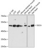 Western blot analysis of extracts of various cell lines using SGCA Polyclonal Antibody at dilution of 1:3000.