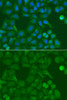 Immunofluorescence analysis of A549 cells using SSX5 Polyclonal Antibody