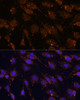 Immunofluorescence analysis of C6 cells using HSPA13 Polyclonal Antibody at dilution of  1:100 (40x lens). Blue: DAPI for nuclear staining.