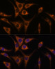 Immunofluorescence analysis of L929 cells using HSPA13 Polyclonal Antibody at dilution of  1:100 (40x lens). Blue: DAPI for nuclear staining.