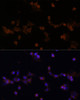Immunofluorescence analysis of NIH-3T3 cells using UBE2L3 Polyclonal Antibody at dilution of  1:100 (40x lens). Blue: DAPI for nuclear staining.