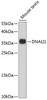 Western blot analysis of extracts of Mouse testis using DNALI1 Polyclonal Antibody at dilution of 1:1000.