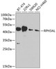 Western blot analysis of extracts of various cell lines using RPH3AL Polyclonal Antibody at dilution of 1:1000.