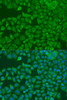 Immunofluorescence analysis of U2OS cells using FXR2 Polyclonal Antibody at dilution of  1:100. Blue: DAPI for nuclear staining.