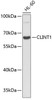 Western blot analysis of extracts of HL-60 cells using CLINT1 Polyclonal Antibody.