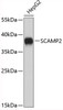 Western blot analysis of extracts of HepG2 cells using SCAMP2 Polyclonal Antibody.