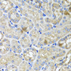 Immunohistochemistry of paraffin-embedded Mouse kidney using USH1C Polyclonal Antibody at dilution of  1:100 (40x lens).
