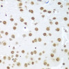 Immunohistochemistry of paraffin-embedded Mouse brain using BCAS2 Polyclonal Antibody at dilution of  1:100 (40x lens).