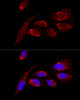 Confocal immunofluorescence analysis of U2OS cells using ATP5H Polyclonal Antibody at dilution of  1:100. Blue: DAPI for nuclear staining.