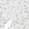 Immunohistochemistry of paraffin-embedded Rat brain using EIF3M Polyclonal Antibody at dilution of  1:100 (40x lens).