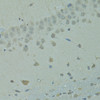 Immunohistochemistry of paraffin-embedded Rat brain using IVNS1ABP Polyclonal Antibody at dilution of  1:100 (40x lens).