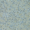 Immunohistochemistry of paraffin-embedded Rat pancreas using IVNS1ABP Polyclonal Antibody at dilution of  1:100 (40x lens).