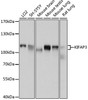 Western blot analysis of extracts of various cell lines using KIFAP3 Polyclonal Antibody at dilution of 1:1000.
