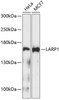 Western blot analysis of extracts of various cell lines using LARP1 Polyclonal Antibody at dilution of 1:1000.