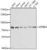Western blot analysis of extracts of various cell lines using GTPBP4 Polyclonal Antibody at dilution of 1:1000.