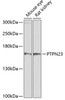 Western blot analysis of extracts of various cell lines using PTPN23 Polyclonal Antibody at dilution of 1:1000.