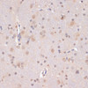 Immunohistochemistry of paraffin-embedded Rat brain using PIDD Polyclonal Antibody at dilution of  1:100 (40x lens).